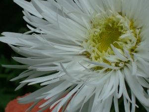 daisy with ruffled edges